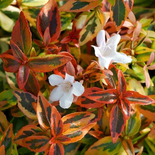 Cygne ツイードジレAbelホワイトSize2 Abelia x grandiflora Confetti Glossy Abelia | SiteOne US